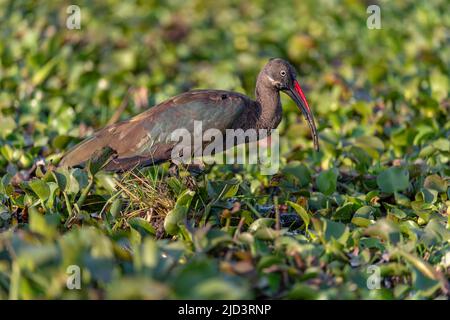 Hadada ibis (Bostrychia hagedash) vom Naivasha See, Kenia. Stockfoto