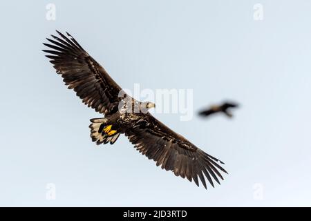Seeadler (Haliaeetus albicilla) aus Egersund, Südwestnorwegen. Stockfoto
