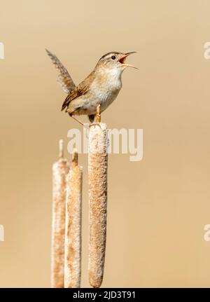 Marsh Wren ( Cistothorus palustris) singt auf Kattails, Kamloops, British Columbia, Kanada, Nordamerika Stockfoto