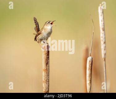 Marsh Wren ( Cistothorus palustris) singt auf Kattails, Kamloops, British Columbia, Kanada, Nordamerika Stockfoto