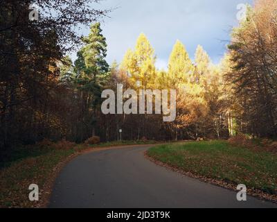 Eine kurvenreiche Landstraße durch die herbstlichen Farben eines Waldes aus hohen Lärchen, Birken und Kiefern Stockfoto