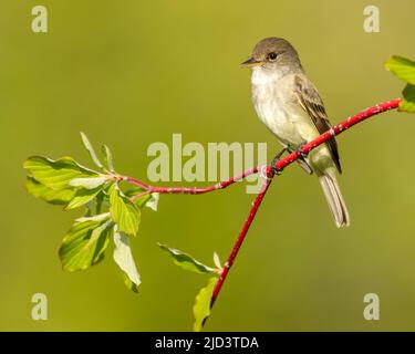 Willow Flycatcher (Empidonax traillii), Kamloops Kanada, Stockfoto