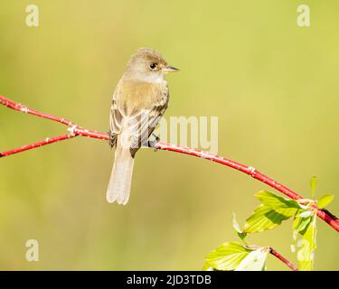 Willow Flycatcher (Empidonax traillii), Kamloops Kanada, Stockfoto