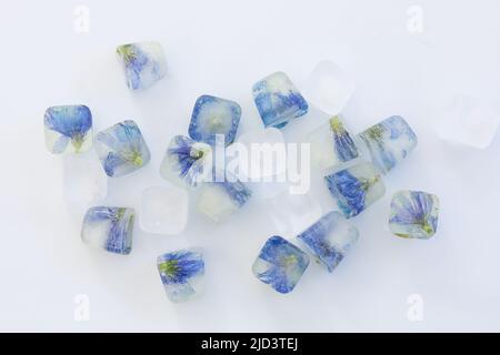 Gefrorene Blüten in Eiswürfeln isoliert auf weißem Hintergrund. Draufsicht Stockfoto