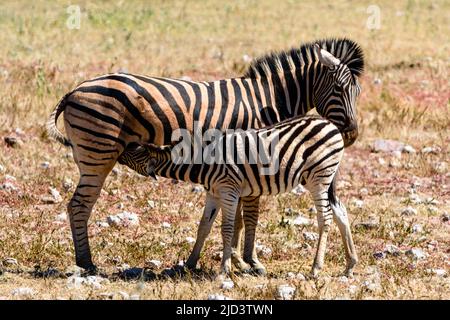 Baby Zebra, das von seiner Mutter abstanzt Stockfoto