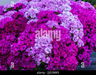 Schöne Blumen von Studenten Nelken in einem riesigen Strauß Stockfoto