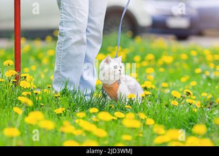 Eine weiße britische Katze geht mit dem Besitzer im Frühjahr auf dem Gras mit gelben Dandelionen, in der Nähe eines Parkplatzes Stockfoto