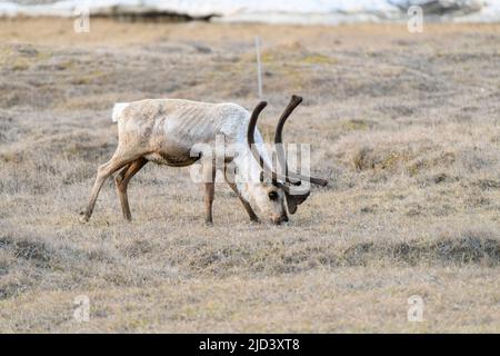 Caribou grast in Deadhorse Alaska Stockfoto