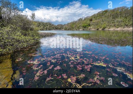 Bosherston Teiche und Seen in Pembrokeshire South Wales Stockfoto