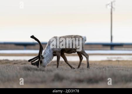 Caribou grast in Deadhorse Alaska Stockfoto