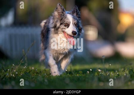 Glücklicher alter Hund läuft auf einem grünen Grasteppich Stockfoto