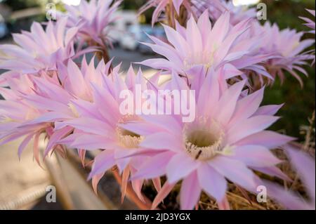 Schöne rosa Blüten von Echinopsis oxygona. Die Schönheit der Natur Stockfoto