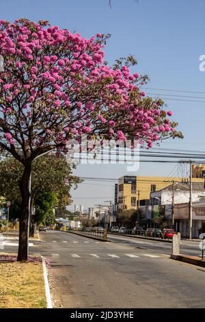 Goiania, Goiás, Brasilien – 04. Juni 2022: Eine wunderschöne violette ipe-Blüte an der Avenida Anhanguera in Goiânia. Handroanthus impetiginosus. Stockfoto