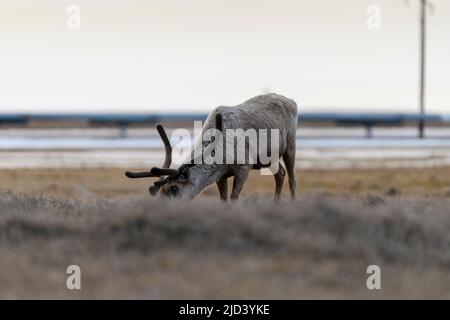 Caribou grast in Deadhorse Alaska Stockfoto