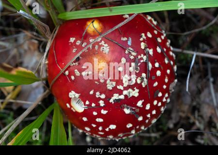 Nahaufnahme von Fly Agaric, Amanita Muscaria, Pilzen. Hochwertige Fotos Stockfoto