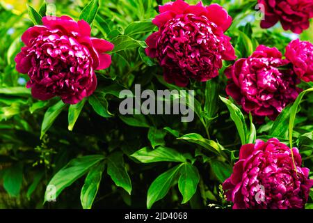 Bouquet von roten Pfingstrosen Nahaufnahme auf einem verschwommenen grünen Hintergrund. Schönes, frisch geschnittenes Bouquet. Blühender Frühlingsgarten. Stockfoto