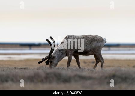 Caribou grast in Deadhorse Alaska Stockfoto