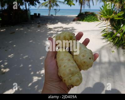 Noni Obst in den Händen auf dem Hintergrund des Strandes. Hochwertige Fotos Stockfoto