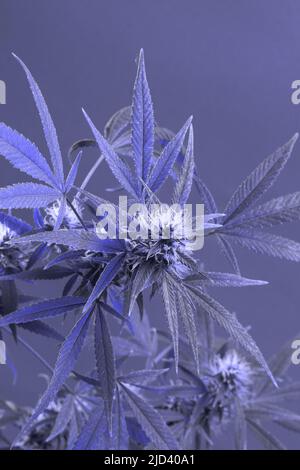 Cannabis. Bush Marihuana in Trendfarbe des Jahres 2022. Sehr Peri, Banner-Hintergrund mit quadratischem Rahmen. Stockfoto