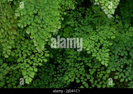 Adiantum radianum, Delta-Maidenhair-Farnblätter Stockfoto