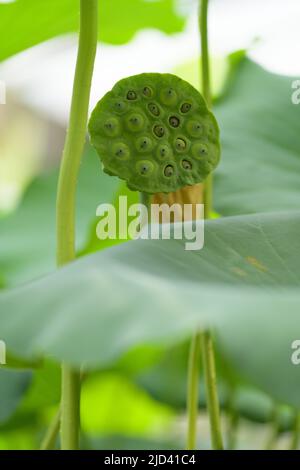 Carpellary Behälter des Lotus. Nelumbo nucifera Stockfoto