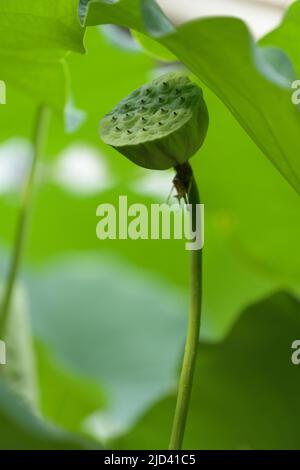 Carpellary Behälter des Lotus. Nelumbo nucifera Stockfoto