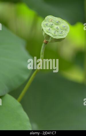 Carpellary Behälter des Lotus. Nelumbo nucifera Stockfoto