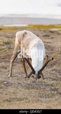 Caribou grast in Deadhorse Alaska Stockfoto