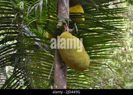 Jackfruit (Artocarpus heterophyllus), auch bekannt als Jack Tree Stockfoto