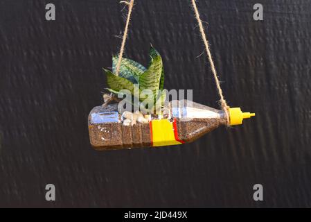 Vase aus Kunststoff-Ketchup-Flasche mit Topfpflanze Stockfoto