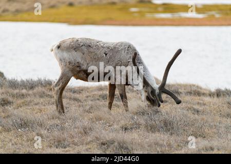 Caribou grast in Deadhorse Alaska Stockfoto