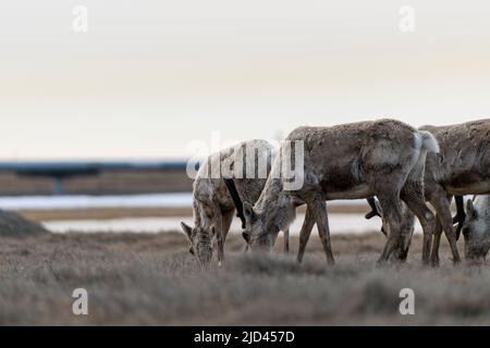 Caribou grast in Deadhorse Alaska Stockfoto