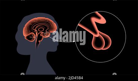 Anatomie der Hypophyse, Illustration Stockfoto