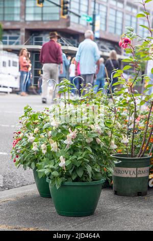 Everett, WA - USA -06-10-2022: Hängekörbe blühen im Sorticulture Feastival in der Innenstadt Stockfoto