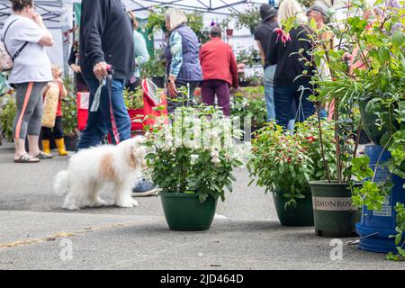 Everett, WA - USA -06-10-2022: Hängekörbe blühen im Sorticulture Feastival in der Innenstadt Stockfoto