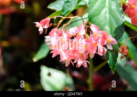 Begonia oder rosa Blume Begonia, rosa Blüten Stockfoto