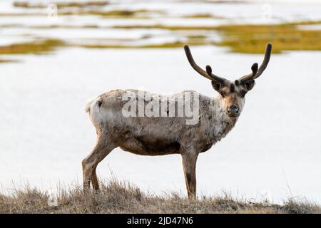 Caribou grast in Deadhorse Alaska Stockfoto