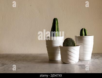 Purpurrote opuntia, blaue Myrte und Stenocereus marginatus Kaktus, eingegossen in einen schönen Keramiktopf Stockfoto