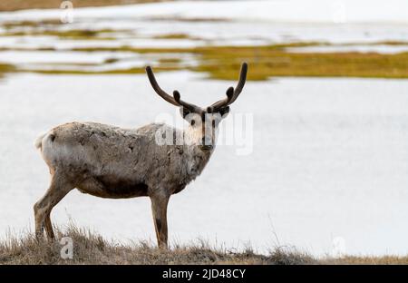 Caribou grast in Deadhorse Alaska Stockfoto