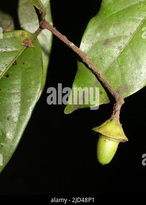 Blätter und Früchte von Mespilodaphne paradoxa, endemisch in Costa Rica Stockfoto