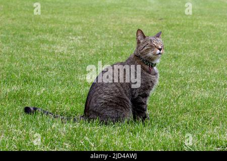 Nahaufnahme der Profilansicht einer neugierigen grau gestreiften tabby Katze, die auf einem grünen Rasen im Garten sitzt Stockfoto