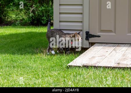 Nahaufnahme der Profilansicht einer neugierigen, grau gestreiften, gestromten Katze, die an einem sonnigen Tag durch einen modernen, weißen Gartenschuppen geht. Stockfoto