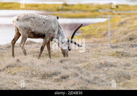 Caribou grast in Deadhorse Alaska Stockfoto