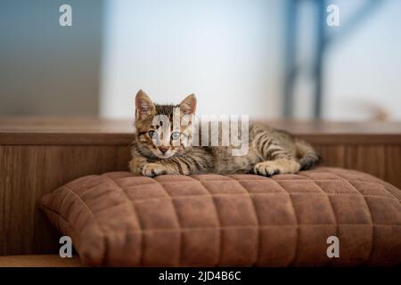 Tabby Kätzchen Nahaufnahme Porträt mit selektivem Fokus Stockfoto