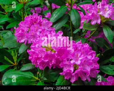 Schöne Rhododendron-Sträucher, die mit schönen Blumen übersät sind Stockfoto