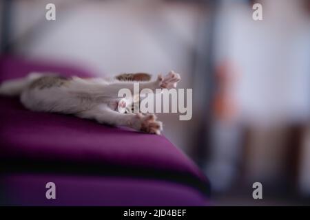Tiny Kätzchen streckt ihre Pfoten müde und niedlich nach dem Schlafen Stockfoto