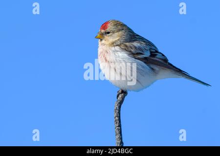 Arktische Rotpoll (Acanthis hornemanni) aus Pasvik, Finnmark, Norwegen im März. Stockfoto