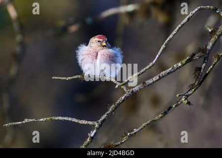 Arktische Rotpoll (Acanthis hornemanni) aus Pasvik, Finnmark, Norwegen im März. Stockfoto