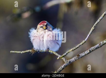 Arktische Rotpoll (Acanthis hornemanni) aus Pasvik, Finnmark, Norwegen im März. Stockfoto