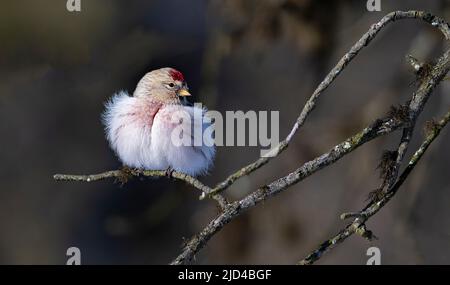 Arktische Rotpoll (Acanthis hornemanni) aus Pasvik, Finnmark, Norwegen im März. Stockfoto